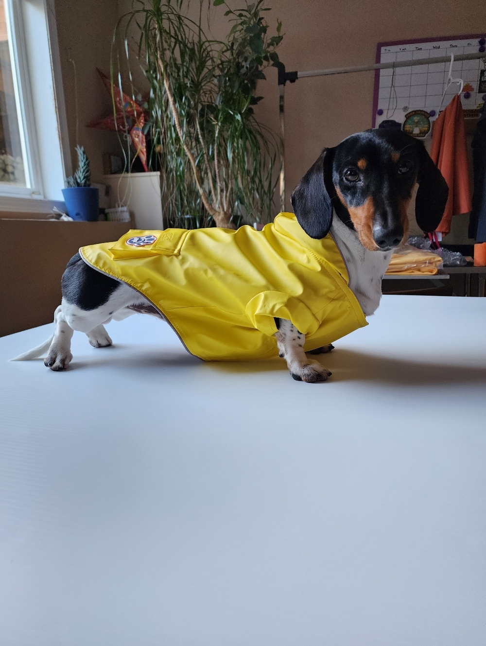 Canada Pooch Yellow Torrential Tracker Raincoat Size 14 NWOT
